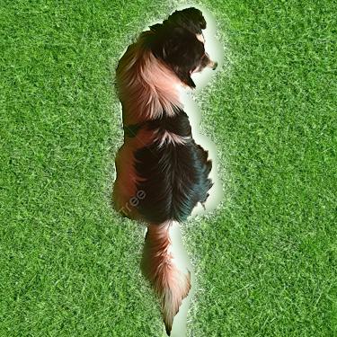 Blended Image of Dog and Grass