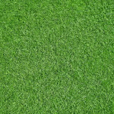 Grass Image