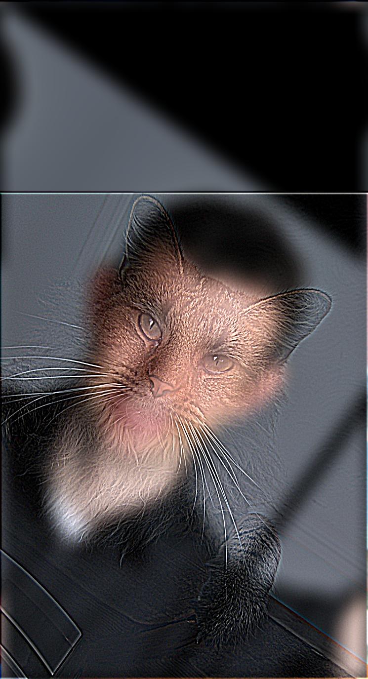 Hybrid Image (Cat as High Frequency)